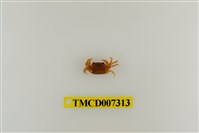 藏品(黃灰澤蟹)的圖片